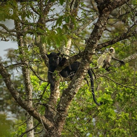 Black panther and a monkey in a tree.