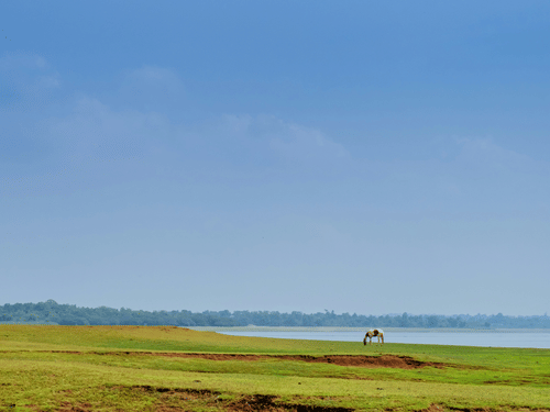 An overview of the Kabini Backwaters with green grass in the foreground, a solitary horse grazing and blue sky in the background.