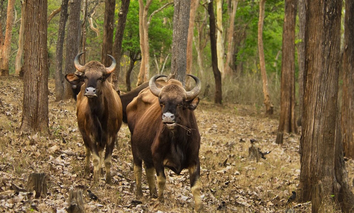 Two Indian Gaurs (Bison) standing in a forest.