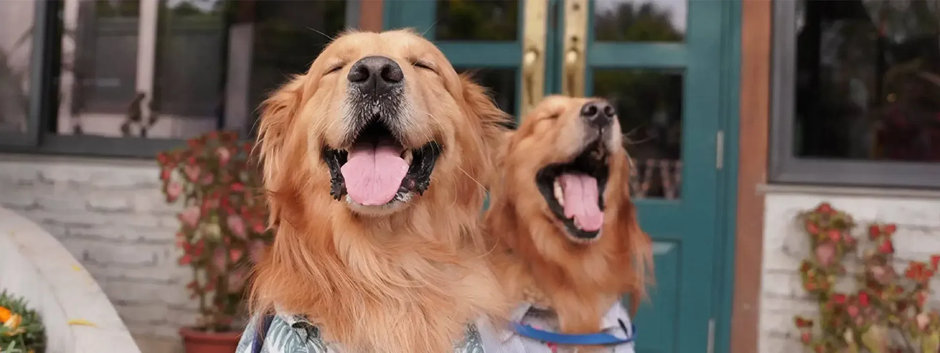 Two golden retrievers with tongues out standing in front of a glass door at Karma Chalets.