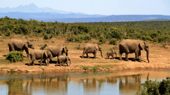 An image of a group of elephants gathered near a lake with trees in the background