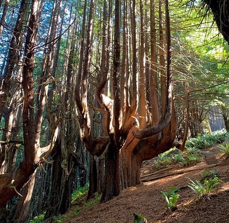 Tall, slender tree trunks stand closely together in a forest setting, with a path winding through the trees.