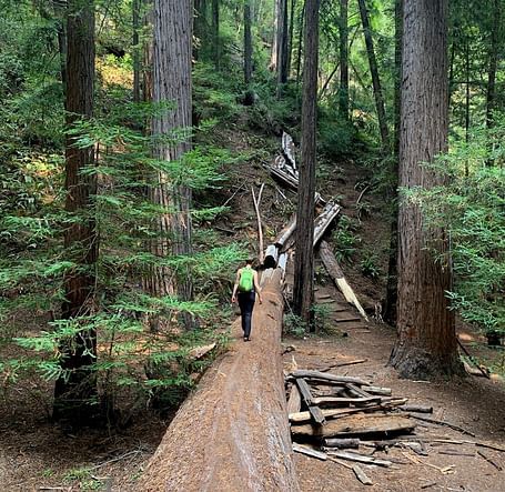 Fallen tree bridge on a hiking trail, with trekkers crossing in a lush green forest
