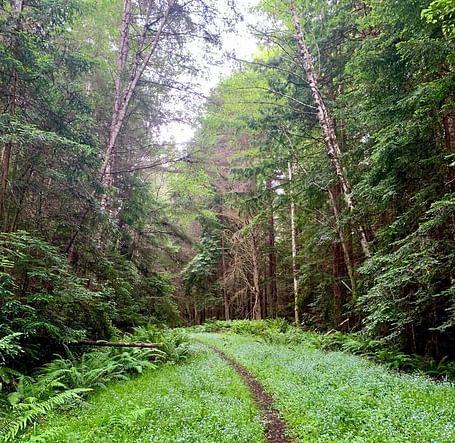 A narrow dirt path winds through a lush green forest filled with ferns and small blue flowers.