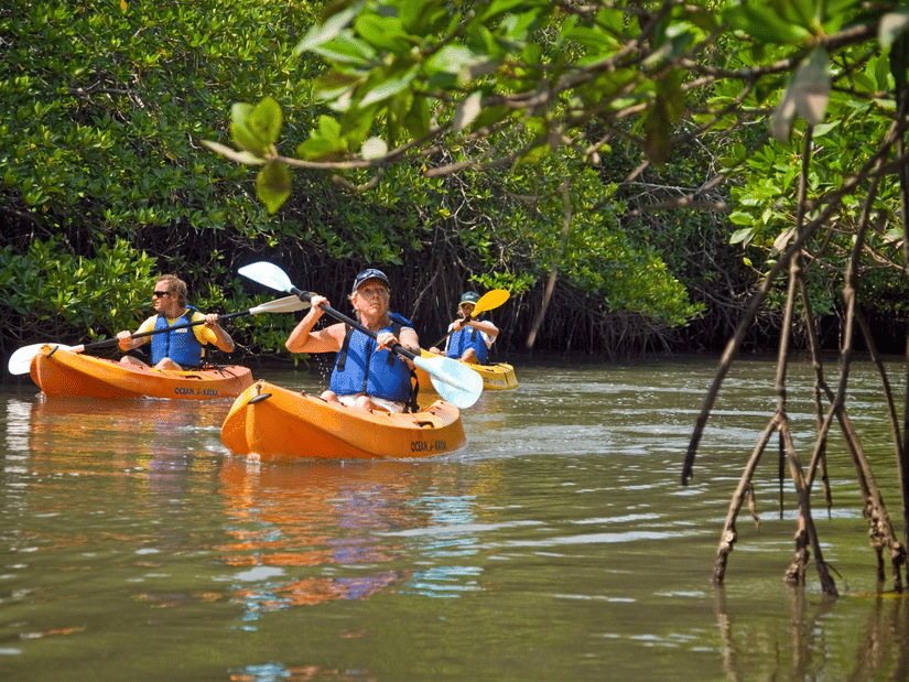 Multiple people kayaking near a dense mangrove