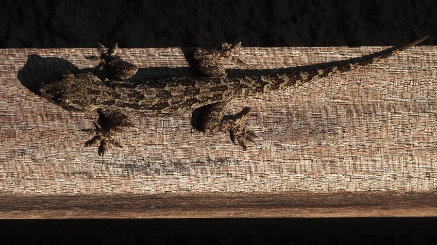 Two lizards basking in the sun, casting sharp silhouettes on a wooden plank surface.
