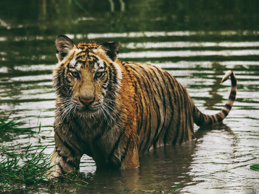 A Bengal tiger standing waist-deep in ripples of dark water with grass patches nearby, staring intently ahead with its tail curled upward.
