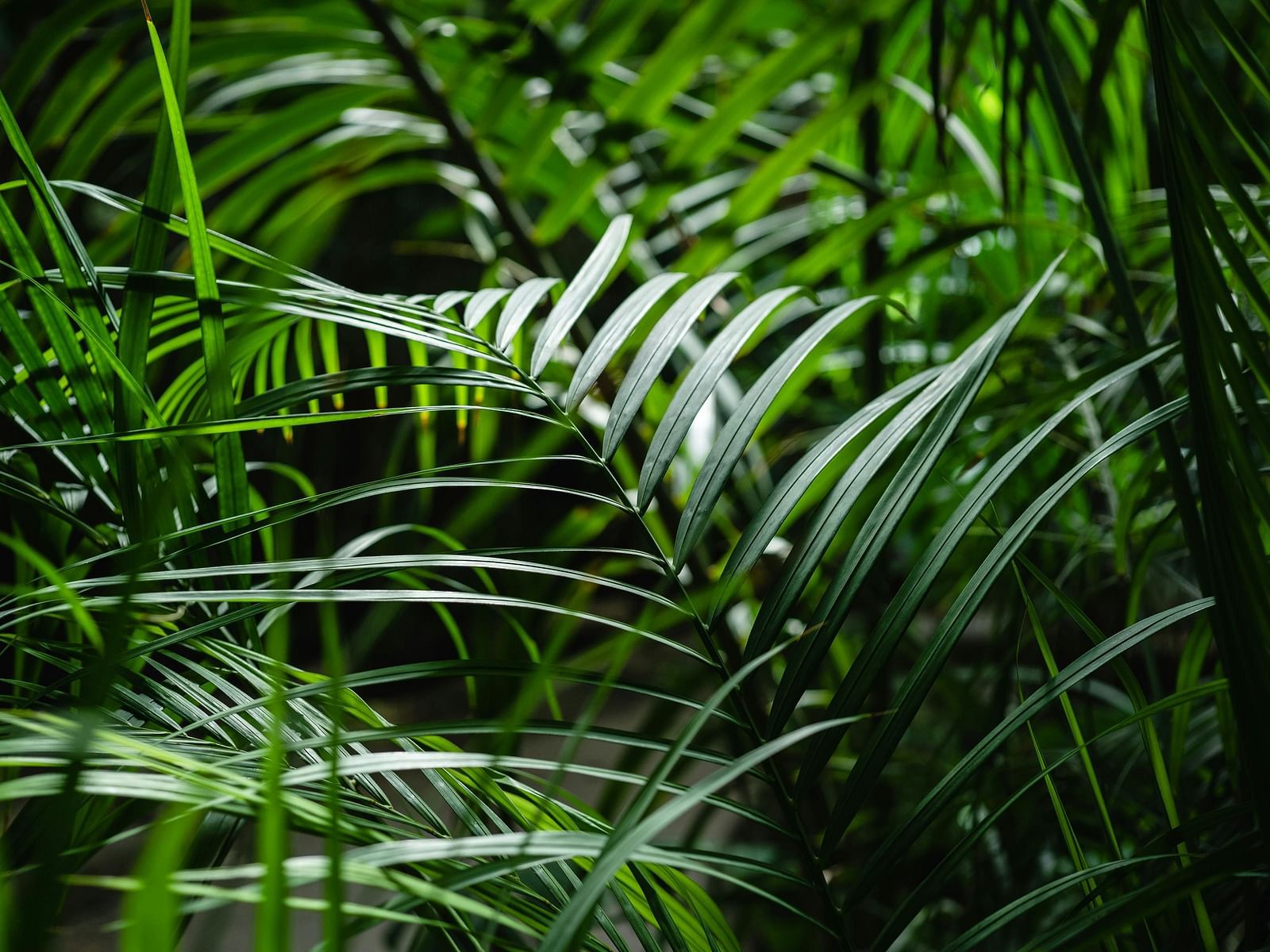 Close-up of coconut leaves.