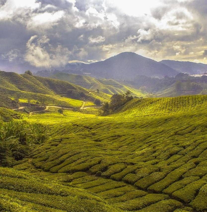 A scenic view of the lush green fields.