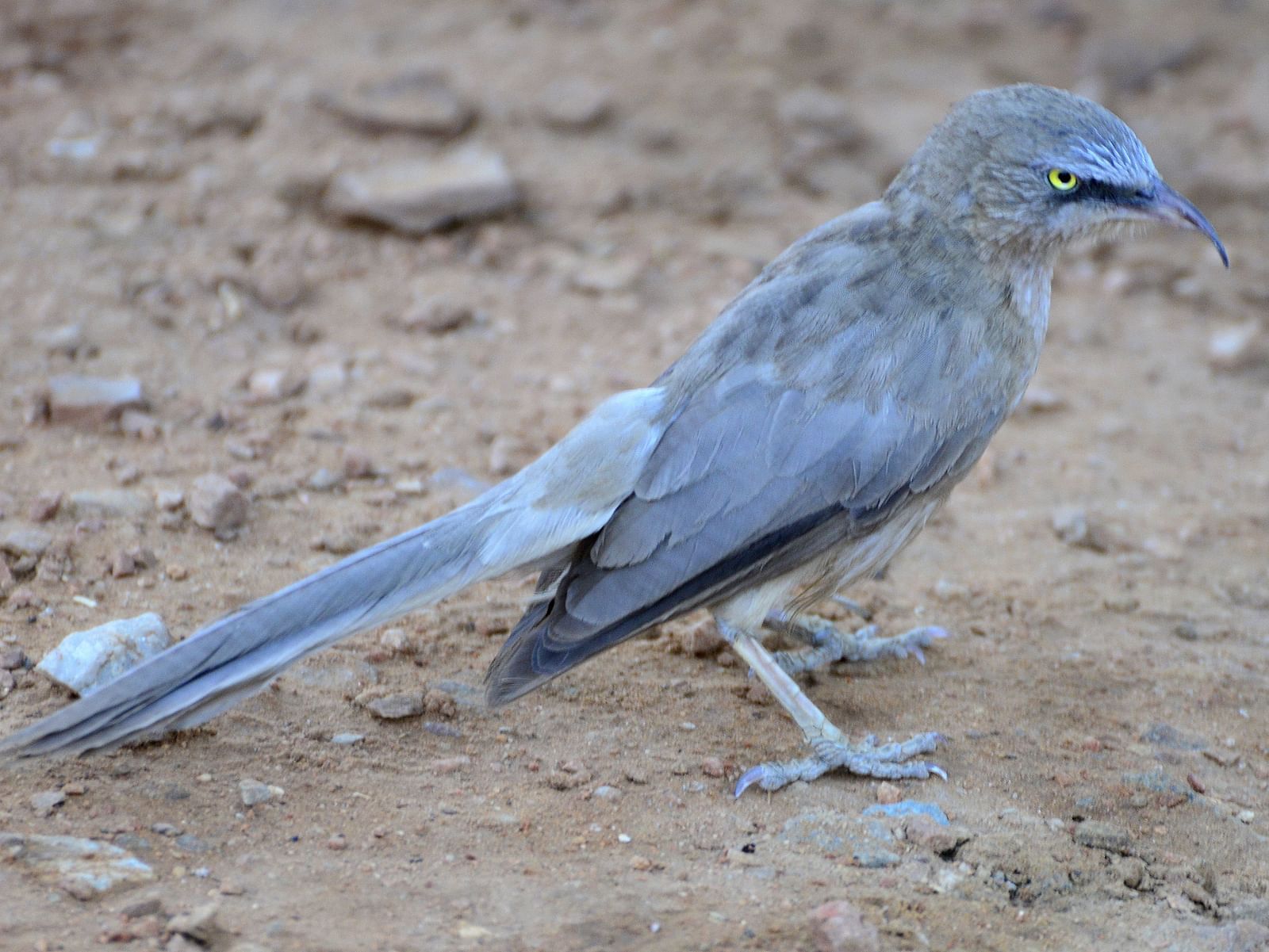 A close-up image of a large grey babbler restiong on the ground, captured in the day time