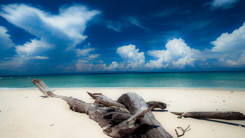A view of a white sand beach under a partly clouded blue sky featuring ash coloured logs lying on the shore.