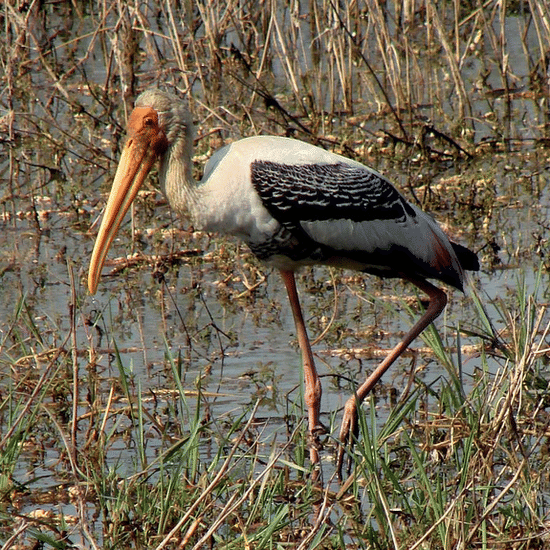 Umaid Palace Dausa  bharatpur bird sanctuary 1