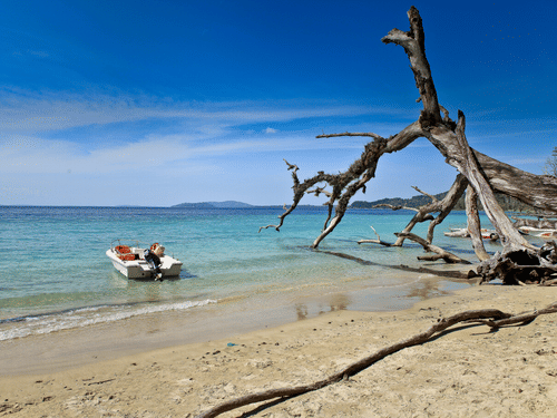 An overview of Elephant Beach with a boat floating near the shore and a broken tree next to it.