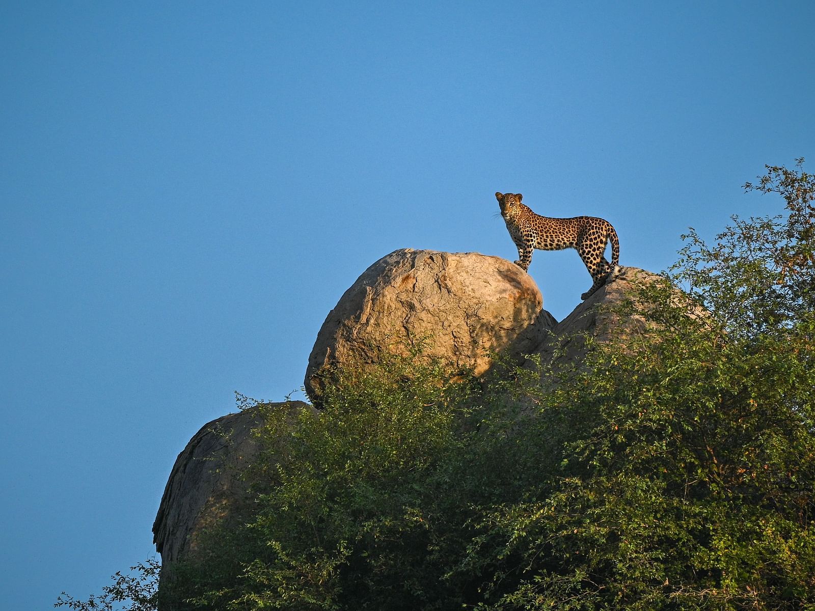 Picture of a cheetha standing on the rock