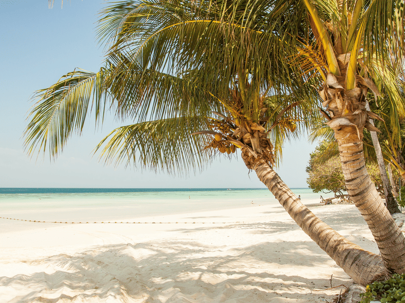 Palm trees leaning over a quiet sandy beach with clear turquoise water and gentle waves under a bright sky, creating a calm tropical coastal scene.