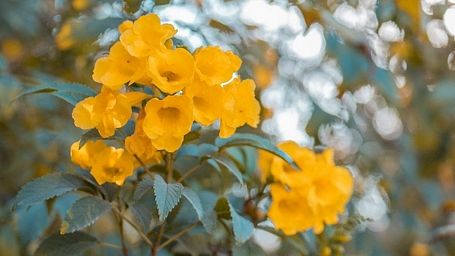 Close-up of yellow flowers in full bloom in the garden area at Karma Chalets.