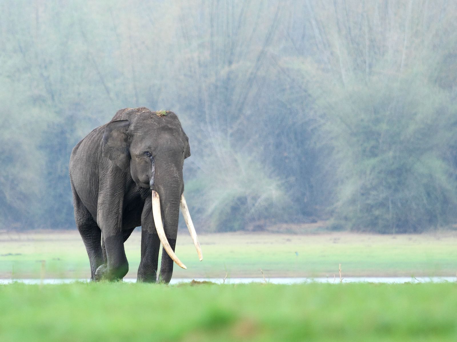 Indian elephant with long tusks in a grassy landscape.