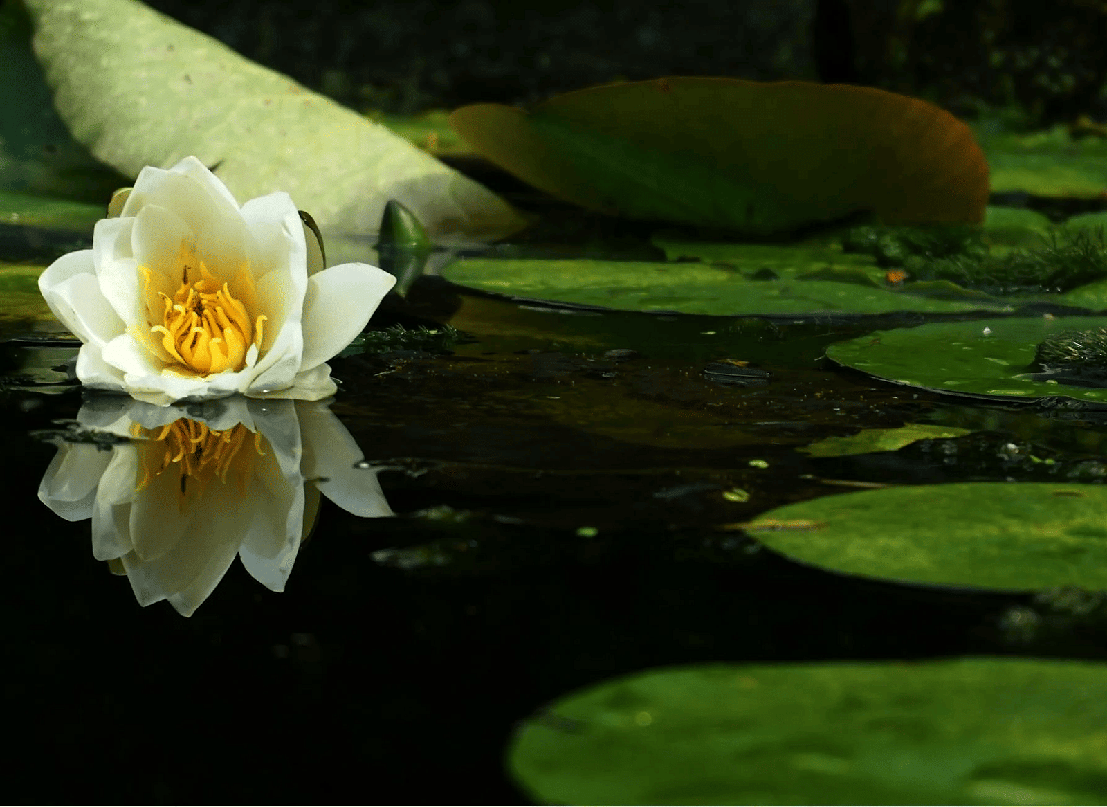 A pond with floating lotus leaves and a blooming flower at the corner.