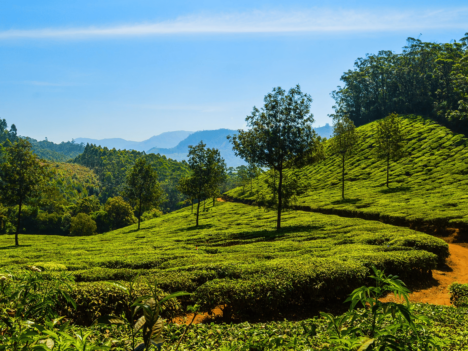 Lush tea garden darjeeling