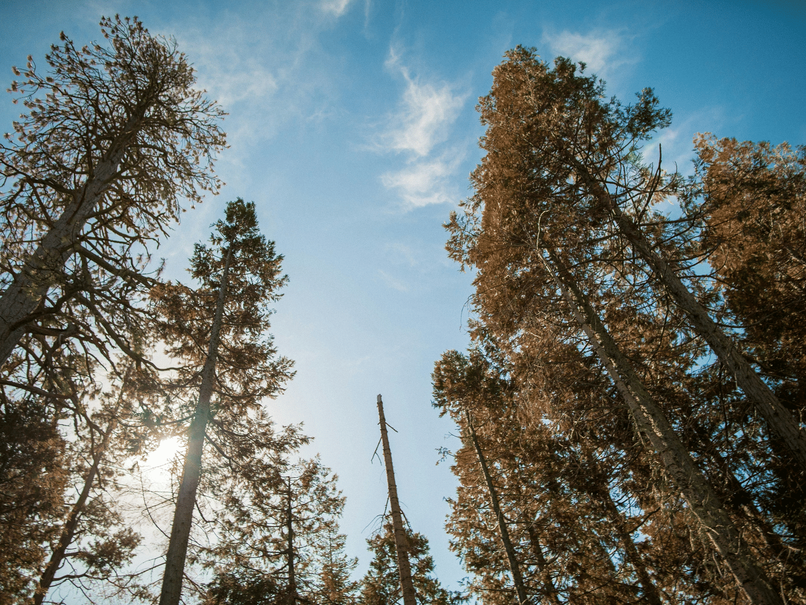 sinjin-thomas-X0Ta3ss61J8-unsplash