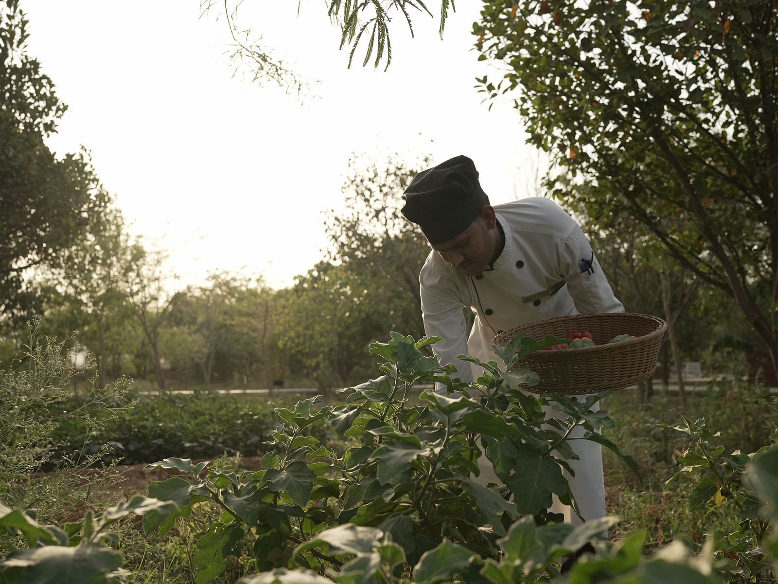 An image a man plucking berries