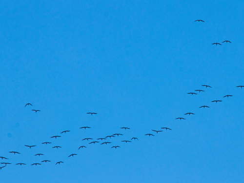 Flock of Birds Flying in the Sky