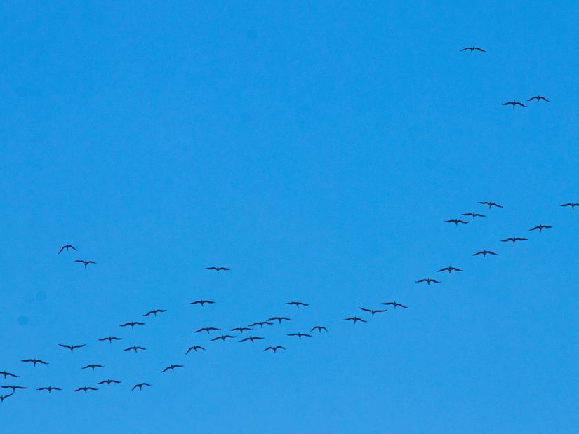 Flock of Birds Flying in the Sky