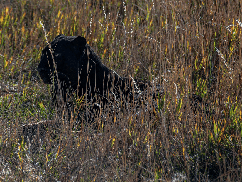 A close up shot of a black panther sitting in a grassland looking into the distance.