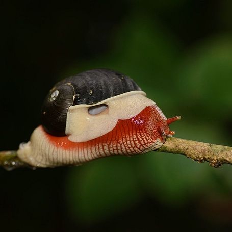 Indrella ampulla red snail by Santosh Saligram
