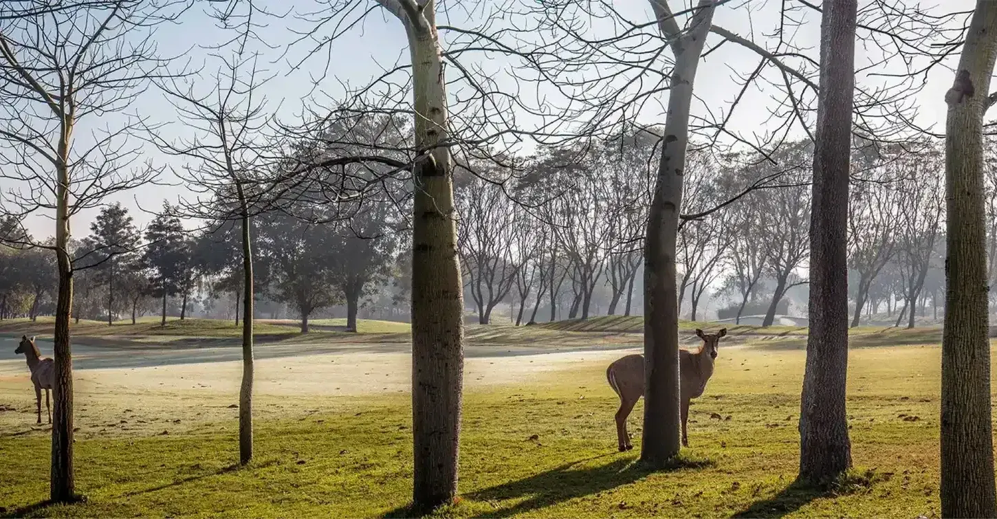 A deer and trees at Karma Chalets, the best pet-friendly resort near Delhi.