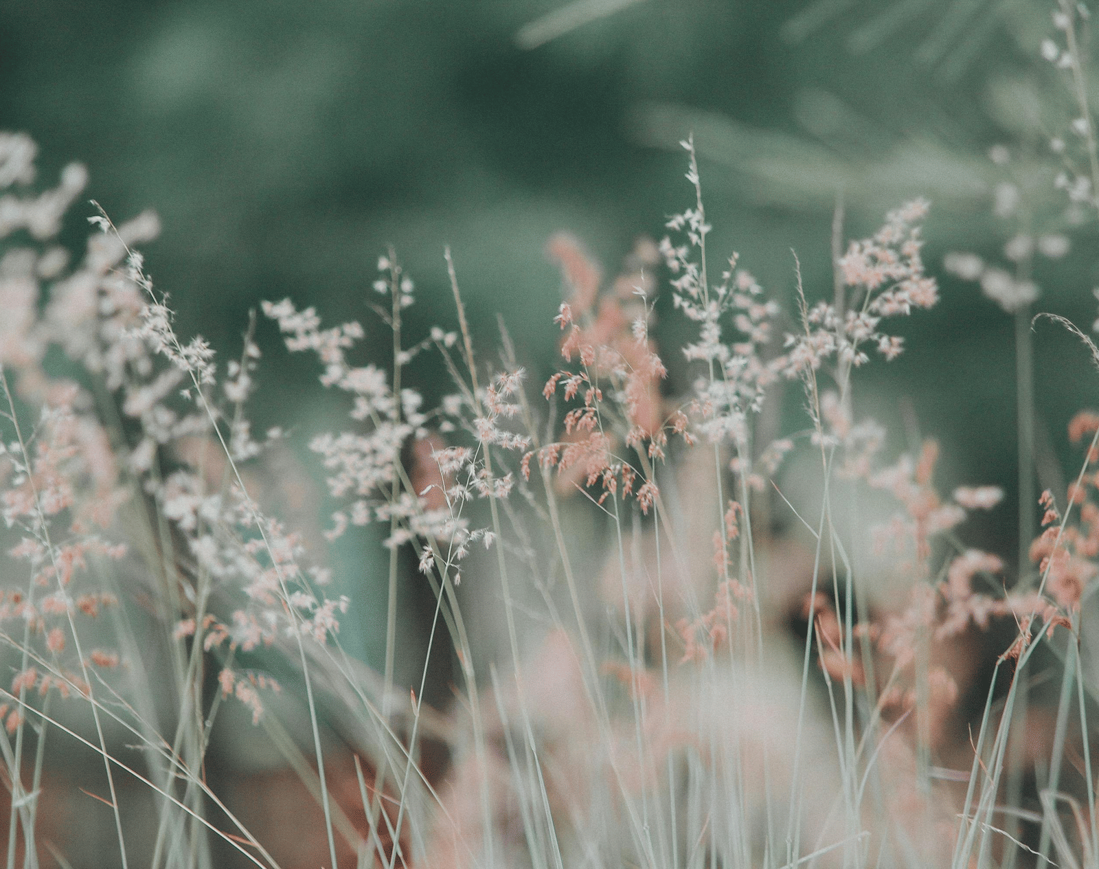 pexels-pok-rie-33563-268261