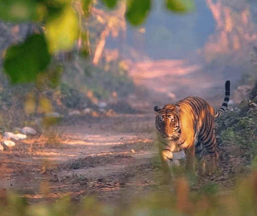 A tiger walking through a forest clearing, surrounded by trees and ground foliage