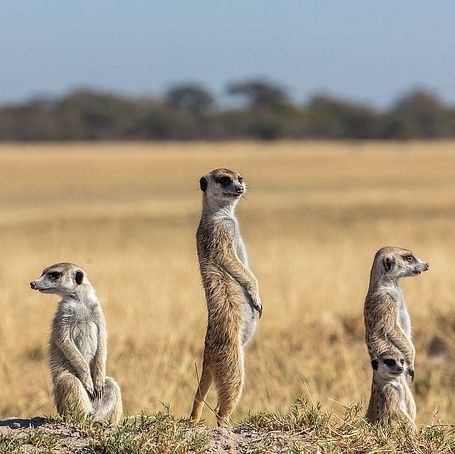 1280px-Suricatos  Suricata suricatta  parque nacional Makgadikgadi Pans  Botsuana  2018-07-30  DD 32