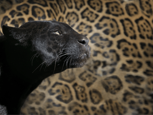 A close up shot of a black panther's face in front of the body of a leopard.
