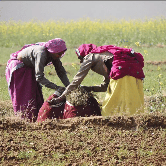 Village Safari - kalakho Dausa