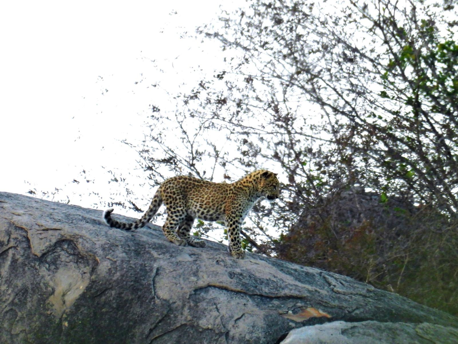 Leapord standing on a rock, facing right, with trees and a blurred background.