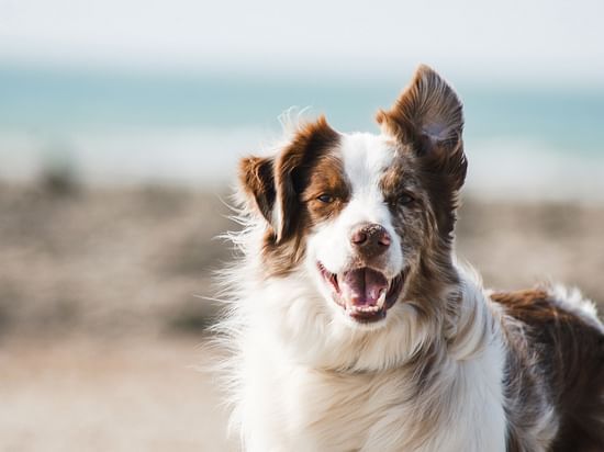 a white and brown dog standing in front of a sea beach