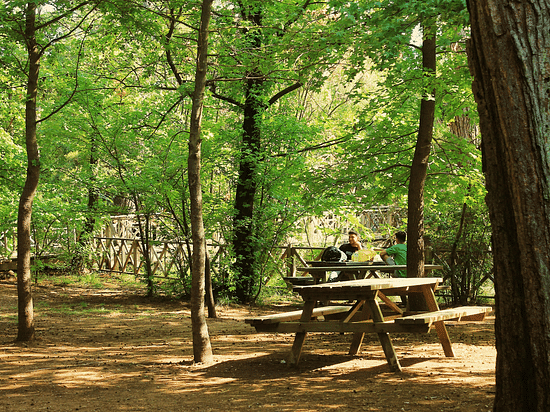 Two men sitting on a table in a lush green forest