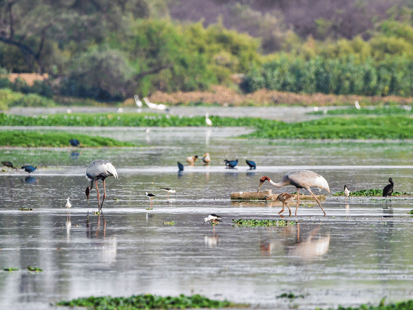Various water birds and tall cranes forage peacefully in the shallow, clear waters of a green wetland surrounded by lush nature.