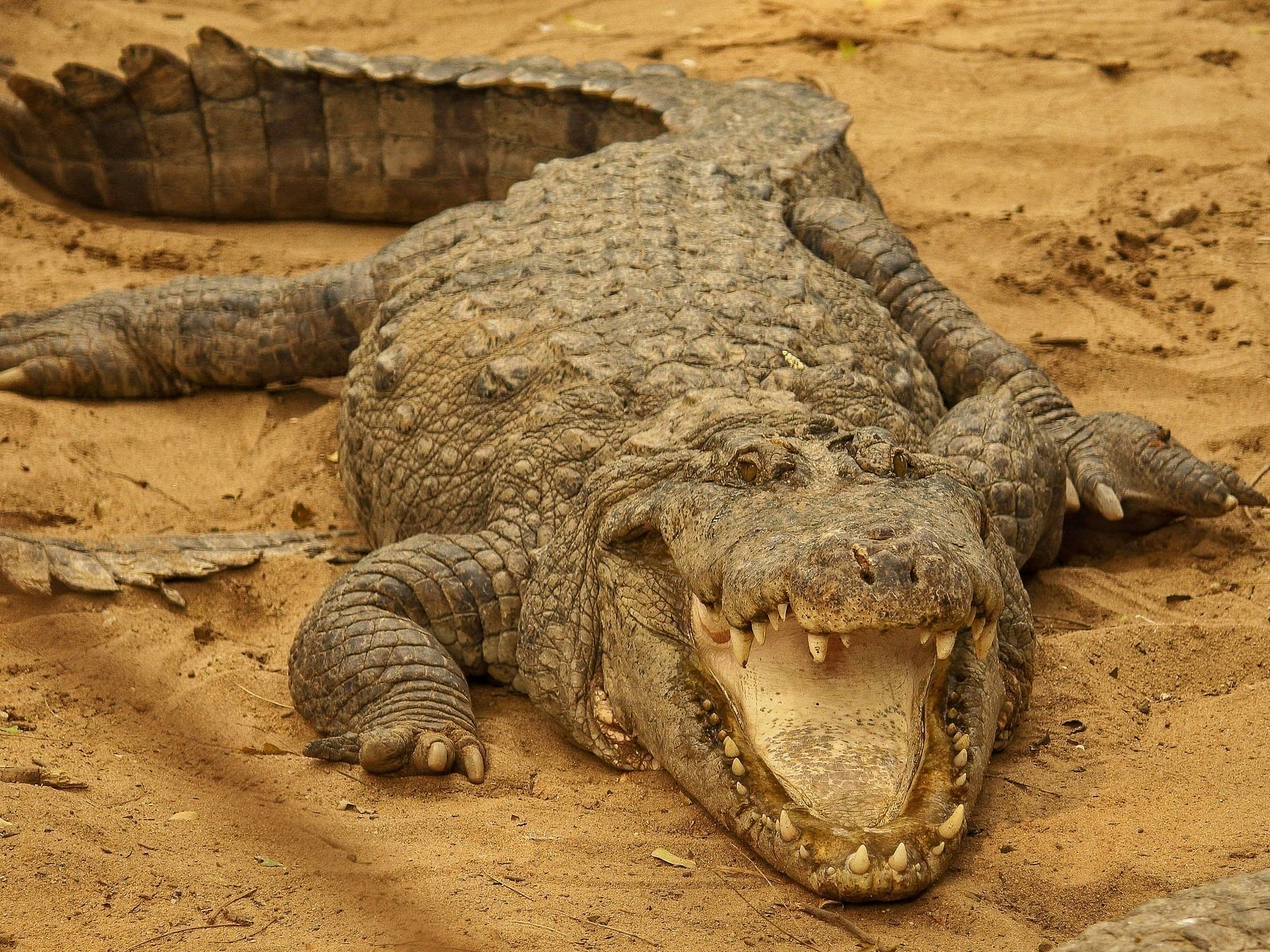 An image of a crocodile in a sand with its mouth open