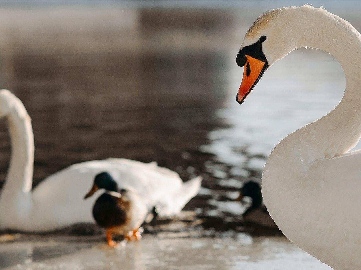 An image of white swans in water and a baby swan entering the water