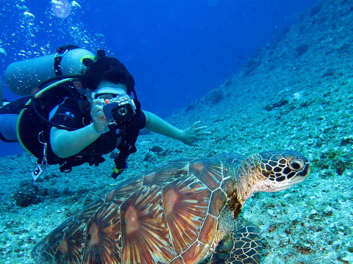 A n image scuba diving enthusiast in deep waters capturing a picture of a tortoise with his camera