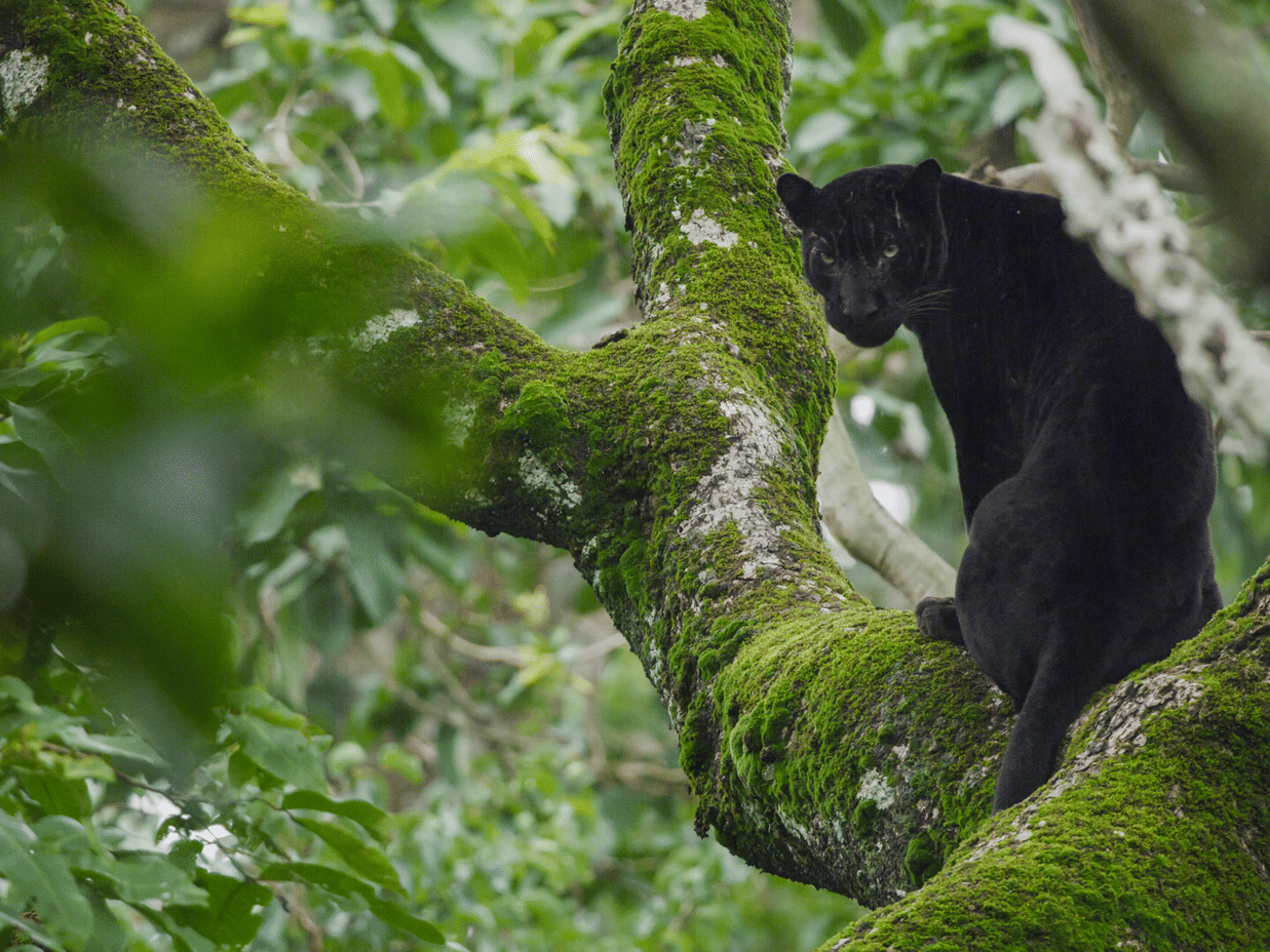 Black Panther sitting on a tree in Nagarahole Forest.