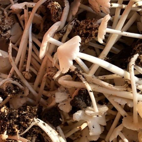 Small white wild mushrooms with slender stems and soil.