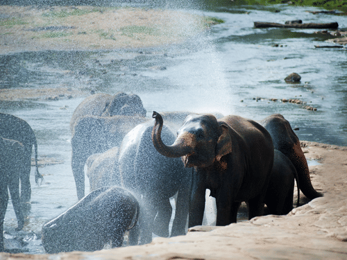 A herd of elephants bathing themselves at a water body.