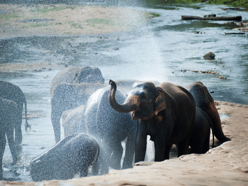 A herd of elephants bathing themselves at a water body.