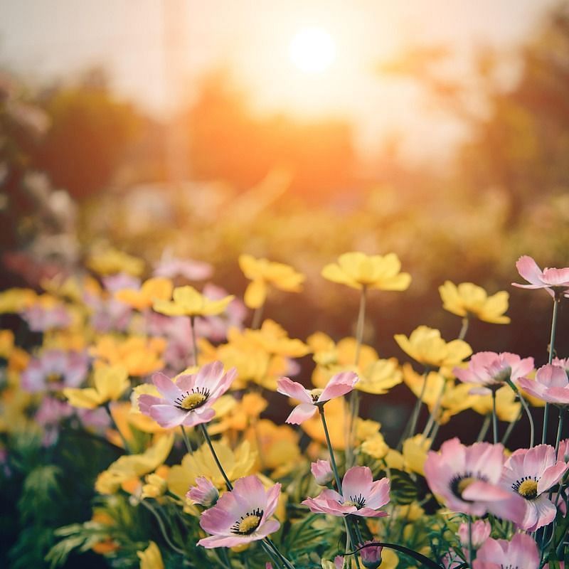 a garden with a lot of flowers with sun rays falling on the garden