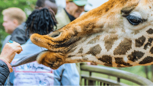 Man feeding a Giraffe at the giraffe center.
