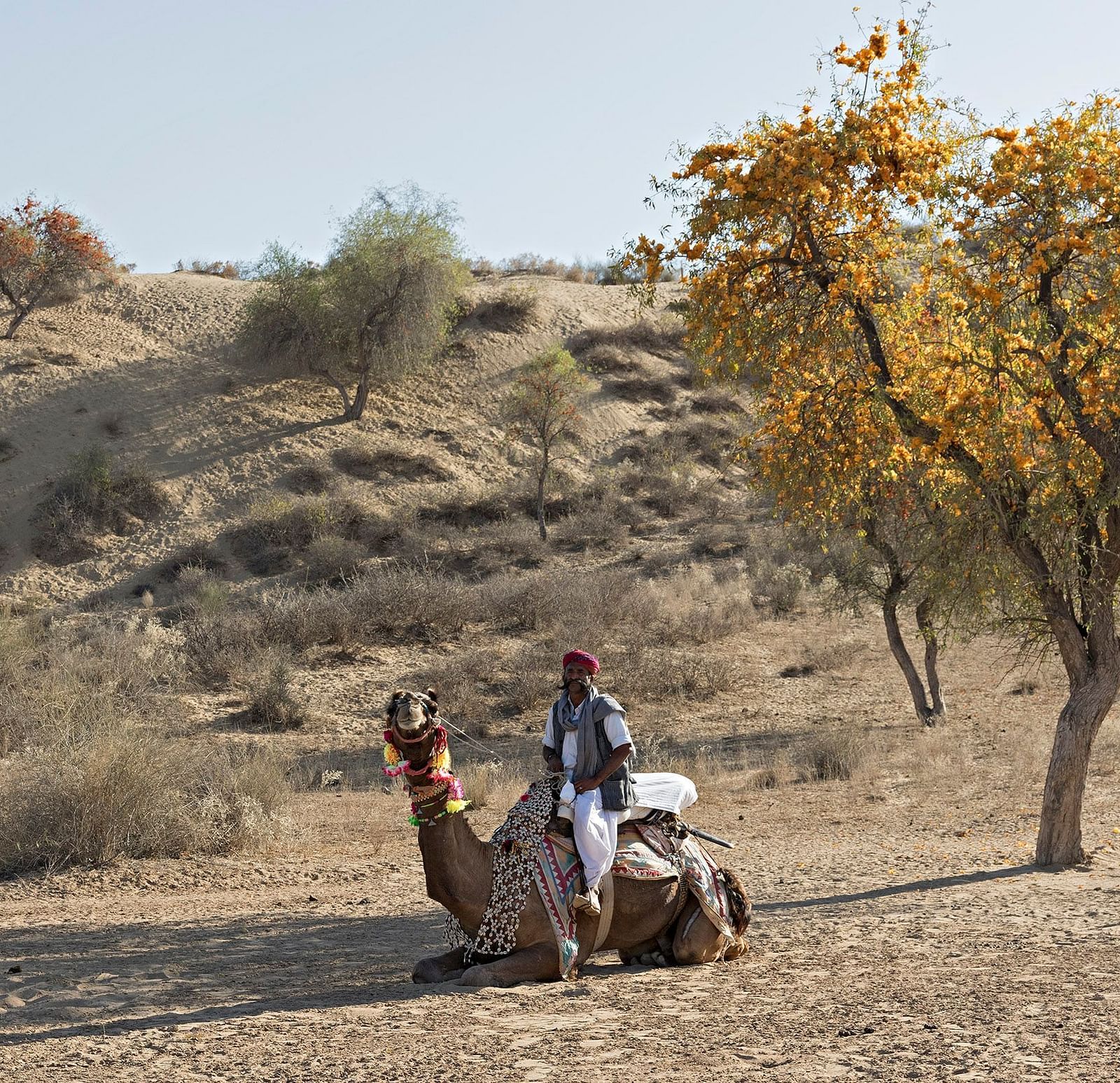 A caretaker sitting on his camel in the desert with a tree next to them - MANVAR Resort & Desert Camp