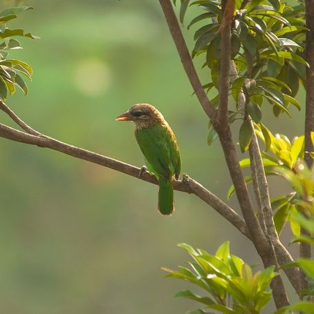 Colorful Barbet bird in its natural habitat.